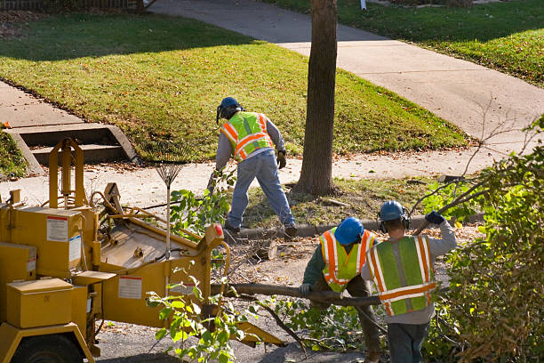 Best Root Management and Removal  in Appleton, WI