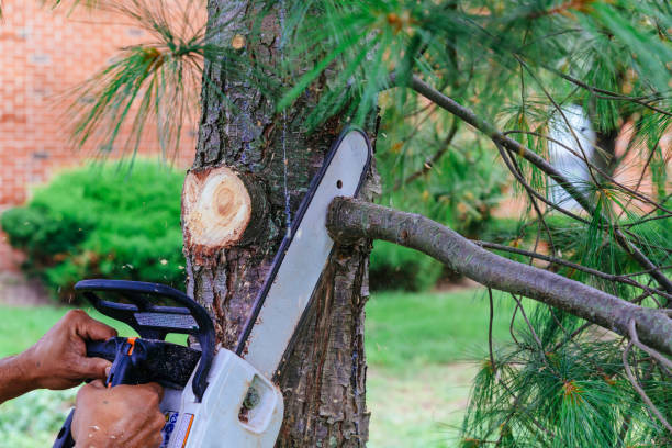 Best Fruit Tree Pruning  in Appleton, WI